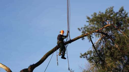 Bomen rooien kerkrade